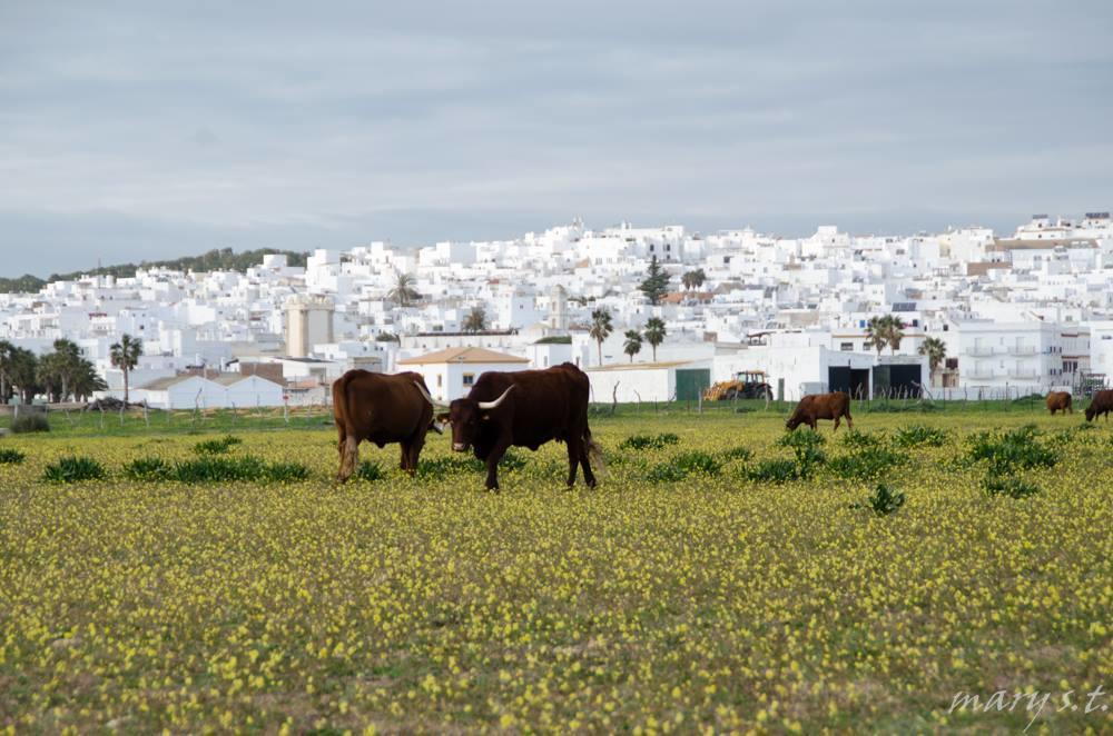 Ferreira Hostal Boutique Conil De La Frontera Buitenkant foto