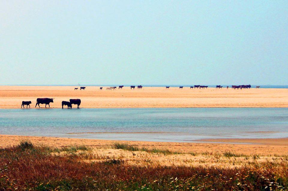 Ferreira Hostal Boutique Conil De La Frontera Buitenkant foto